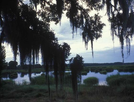 786px-eveningscenic_view_through_spanish_moss_covered_trees_in_a_wetland_area_of_coastal_south_carolina